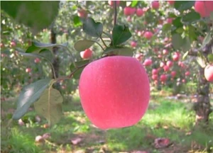 yantai fresh fruit apple,2016 new crop good taste red apple