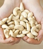 Cashew Nut