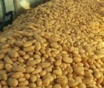 "Exported from Bangladesh: Premium Quality Fresh Potatoes, Carrots, Cabbage, and Pumpkin"