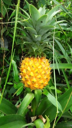 Pineapple indonesian, Pineapple honey, Pineapple aweet
