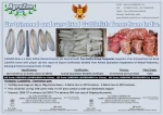Cuttlefish Bone
