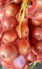 Fresh onions fresh onion red fresh vegetables