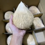 Dehusked or Semi-husked Coconuts