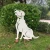 Import Hot Selling dog metal garden decor Yard Art Hollow Out dog Shape Silhouette Stake Yard Art decorative stakes for garden from China