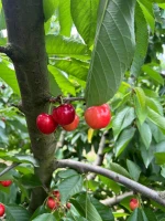 Cherries