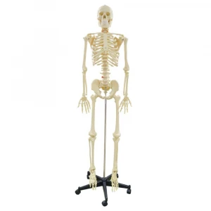 human skeleton model/ woman skeleton model for school, teaching or research