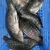 Import frozen tilapia wr from China