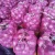 Import fresh onion , purple onion from United Kingdom
