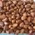 Import Pine Nuts from Malaysia