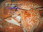 Dried Clean Crab Shell Grade: High
