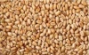 Feed Barley and Wheat