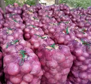 Fresh red onions High quality  onions at  Wholesale prices