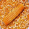 Yellow Corn Feed Corn Maize at Low Cost Wholesale
