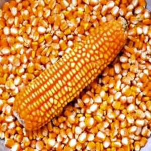 Yellow Corn Feed Corn Maize at Low Cost Wholesale