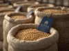 Premium Non GMO Soybeans High Quality Export Grade
