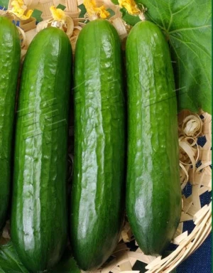 Hybrid High Quality Fruit Cucumber Seeds