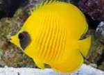 Golden Butterfly Fish