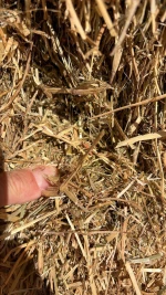 HAY GRASS