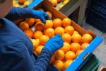 Fresh Mandarin/Citrus/Orange/Kinnow Fruit