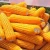 Import Yellow Maize Corn for Human Consumption and Animal Feed from Germany