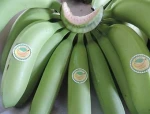 Fresh/Ripe Banana