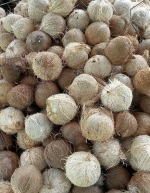 Export Quality Semi Husked & Fully Husked Mature Coconuts – Indonesia Origin