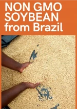 Non GMO SOYBEAN from Brazil