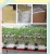 Import 1.5&quot; 6&quot; agricultural growing media hydroponic rock wool cubes from China