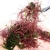 Import 2020 Korean  seaweed salad Korean Dried seaweed bibimbap &amp; Salad Nutrient-packed seaweed salad mix in water for 3 minutes from South Korea
