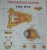 Import 3D Anatomical Wall Map of Digestive System  Anatomical chart of human organs from China