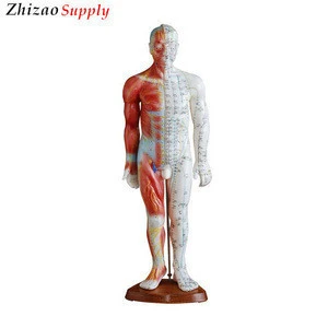 55CM Male Acupuncture &amp; Muscle Human Body Model