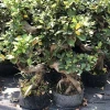 a Large Number Of farm bonsai s shape low price