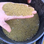 Alfalfa Seed