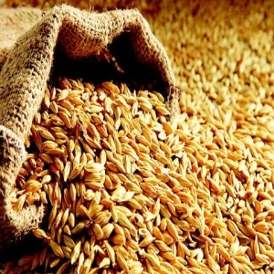 Best quality barley grain for malt, malted feed and malted animal feed.