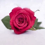 Best sales and beautiful fresh cut rose flowers