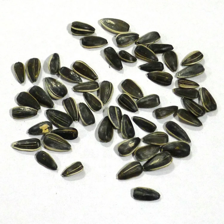 Raw Black Sunflower Seeds as Snack, Good Selling Price