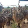 Buy Ostrich Chicks cheap