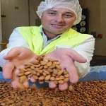CALIFORNIA blanched almond/Almond Kernels/Apricot Kernel Almond for sale