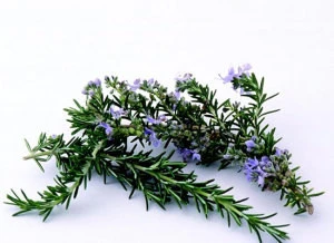 CAS 8000-25-7 high quality food grade 100% natural pure Rosemary Essential Perfume Oil
