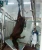 cattle pneumatic slaughtering equipments killing box