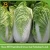 Import celery cabbage from China