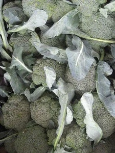 chinese broccoli for sale