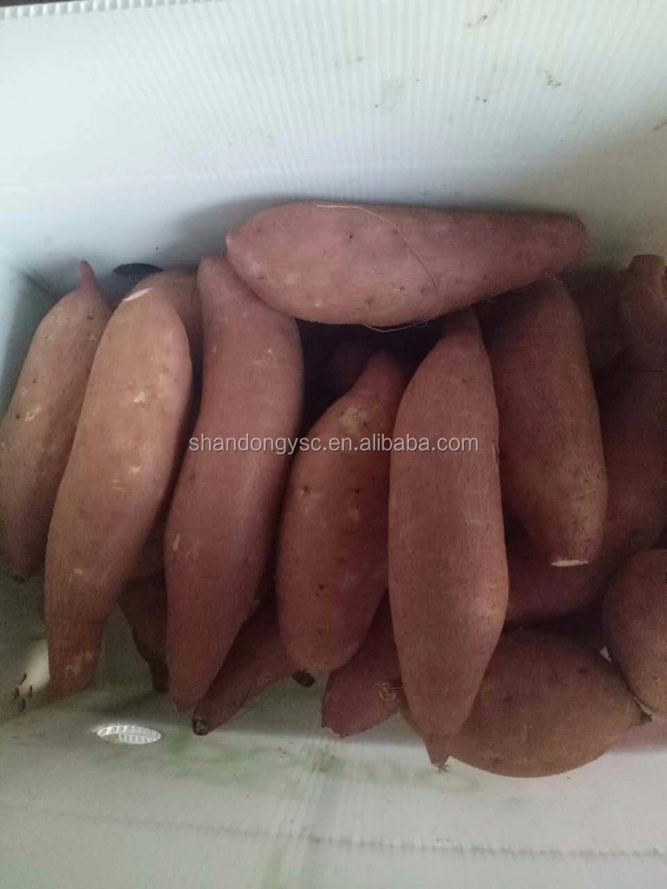 Chinese dried red fresh sweet potato for sale