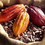 Cocoa Beans for Sale