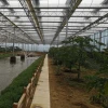 commercial glass greenhouseglass greenhouse