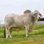 Import Cows, Brahman Bulls, Brahman Heifers &amp; Brahman Calves Healthy from USA