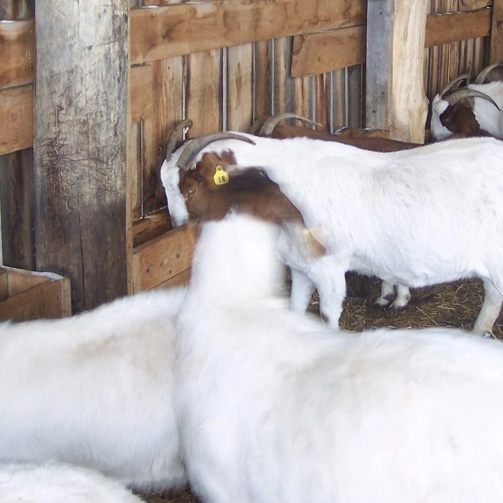 Dairy Saneen Goats for sale.