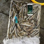 Dried Anchovy - Dried Seafood - Dried Sprats