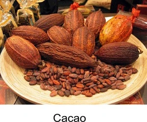 Dried Grade A Cocoa/ Cacao/ Chocolate bean
