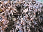DRIED SARGASSUM POLYCYSTUM/ SARGASSUM SEAWEED/ SARGASSUM SPINULIGERUM
